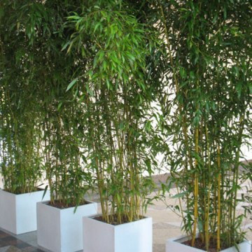 bambus in kübeln